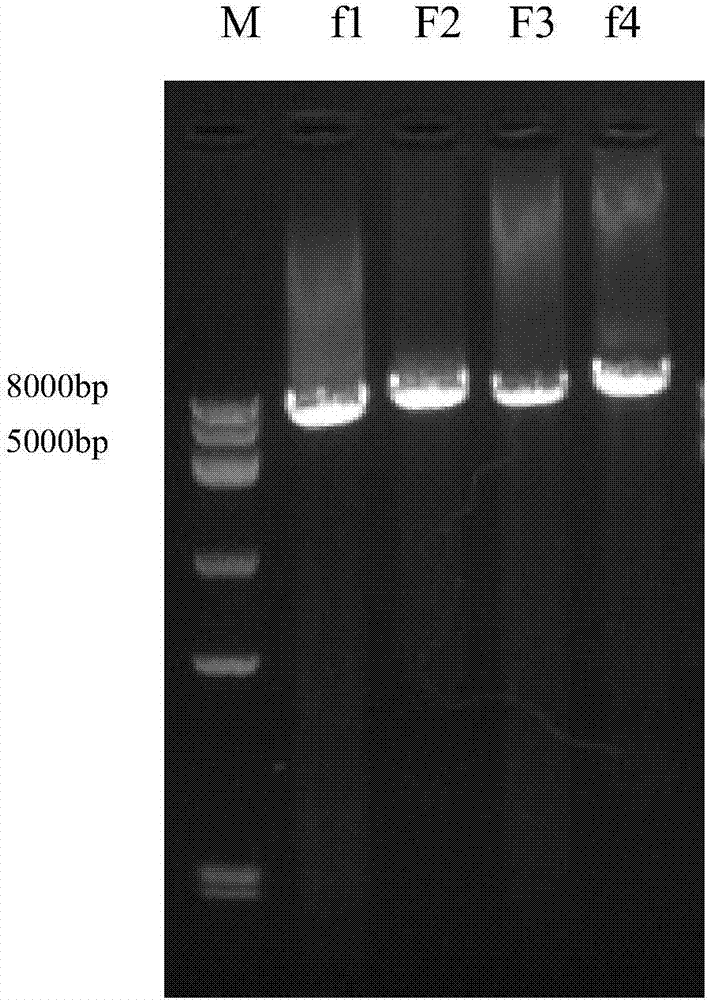 Method for quickly constructing IBV (Avian Infectious Bronchitis Virus) reverse genetic strain