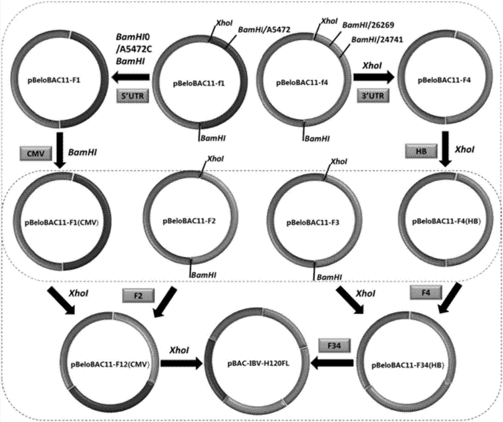 Method for quickly constructing IBV (Avian Infectious Bronchitis Virus) reverse genetic strain