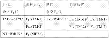 Method for lowering seed shattering of hybrid progeny of cultivated rice and weedy rice by using SH4 gene silencing