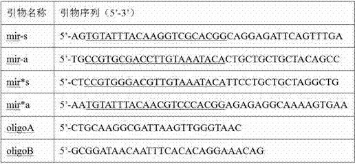 Method for lowering seed shattering of hybrid progeny of cultivated rice and weedy rice by using SH4 gene silencing