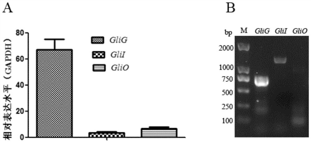 A kind of glig promoter of ederia fs110 glutathione sulfur transferase gene and application thereof