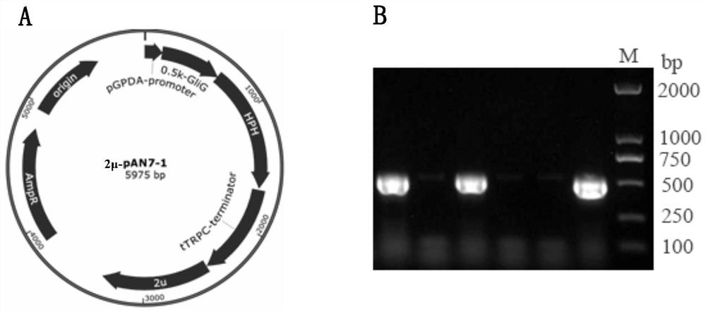 A kind of glig promoter of ederia fs110 glutathione sulfur transferase gene and application thereof