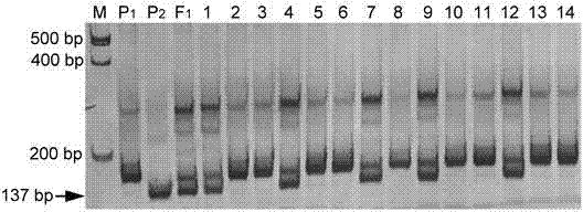 Linked molecular marker for dominant resistance gene ZYMV-2 of cucurbita pepo L. ZYMV and application of linked molecular marker