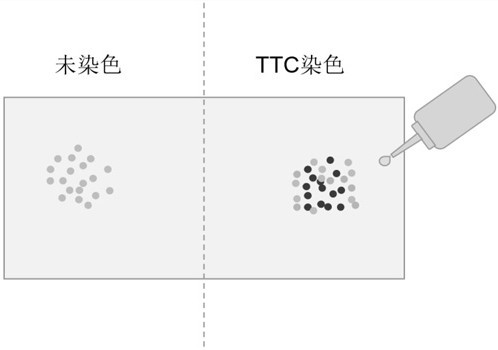 Molecular probe for detecting vitality of musa spp. pollen and preparation method of molecular probe