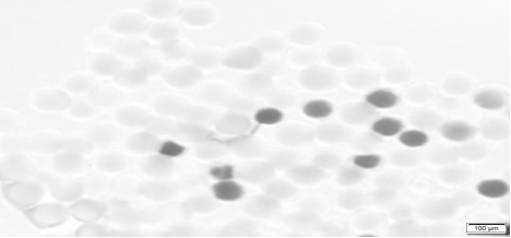 Molecular probe for detecting vitality of musa spp. pollen and preparation method of molecular probe