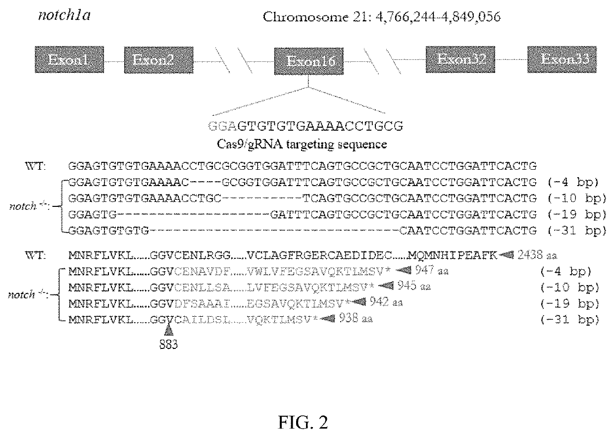 Method of constructing zebrafish <i>notch1a </i>mutants