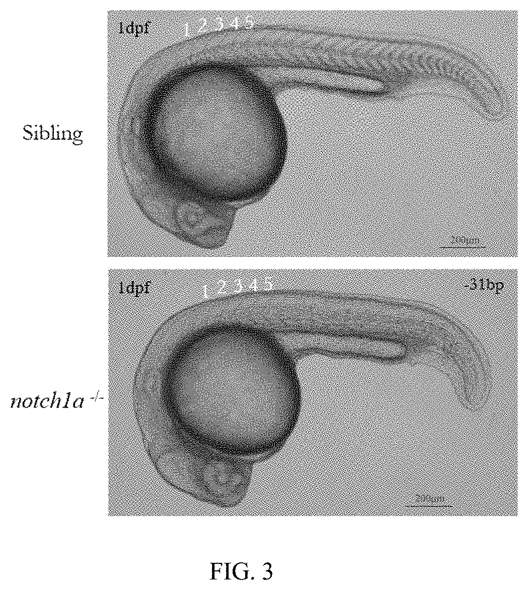 Method of constructing zebrafish <i>notch1a </i>mutants