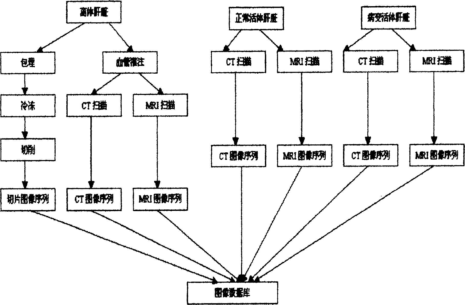 Apparatus and method for processing tumor image information based on digital virtual organ