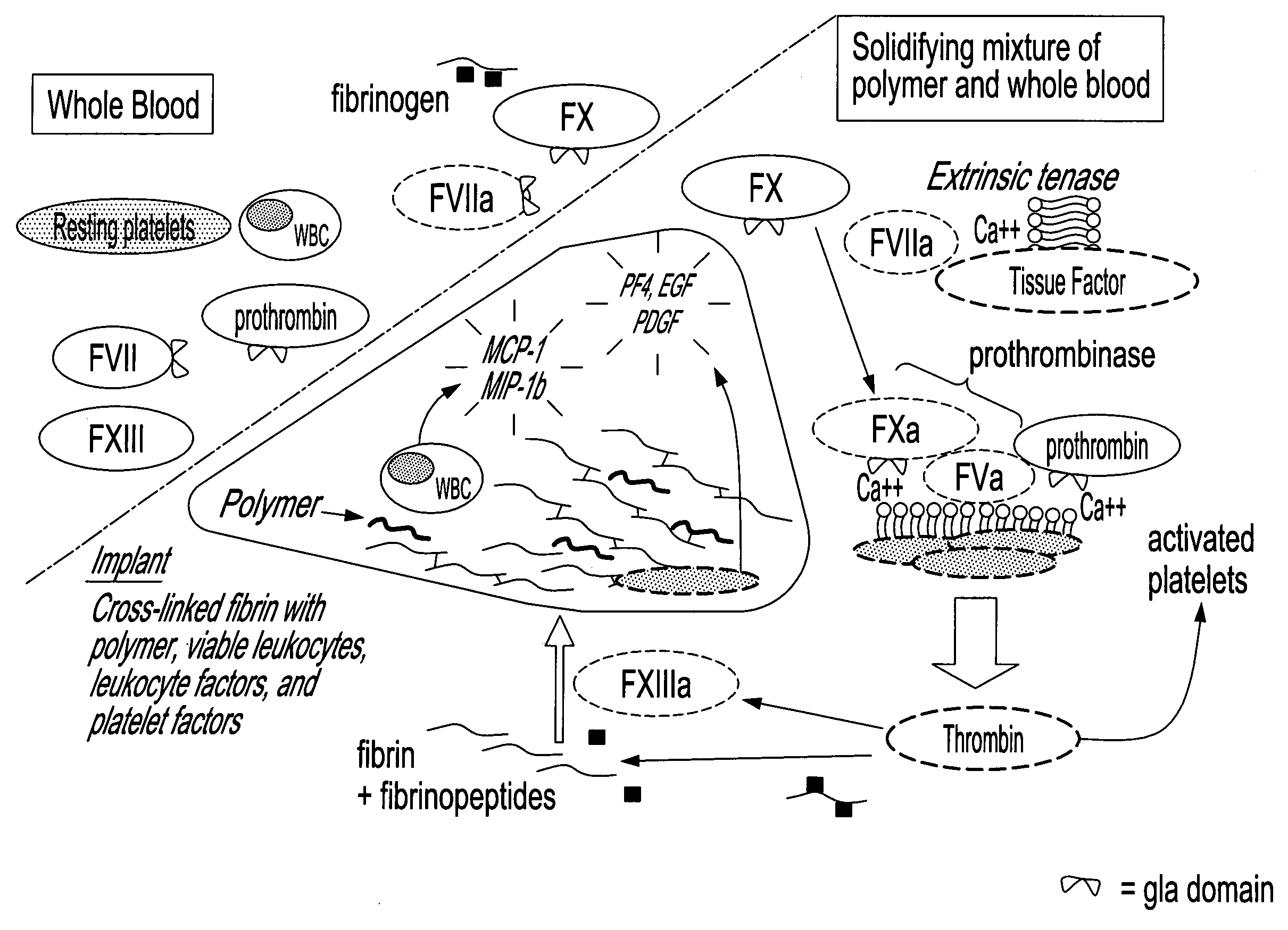 Method for in situ solidification of blood-polymer compositions for regenerative medicine and cartilage repair applications