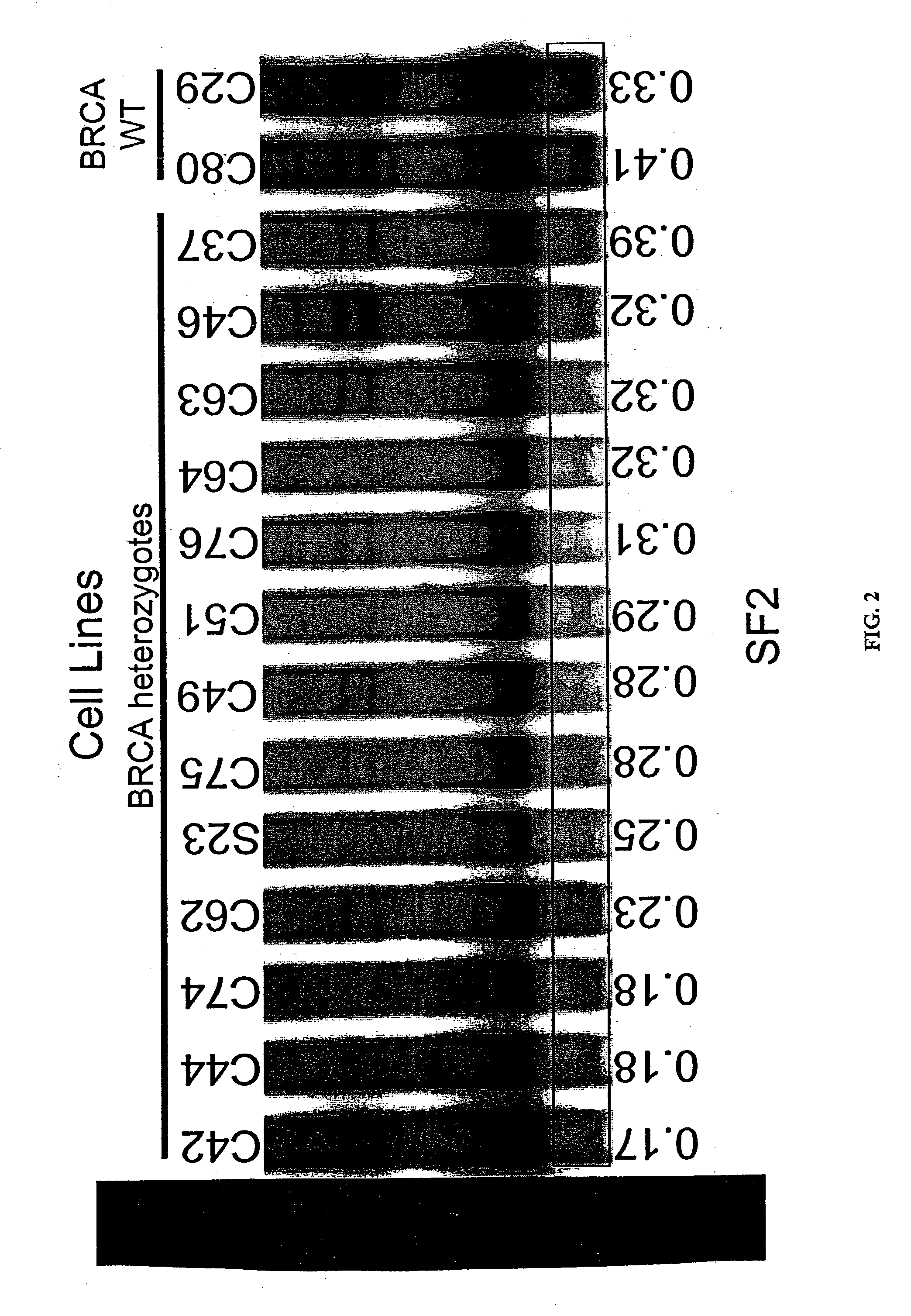 Electrophoretic assay to predict risk of cancer and the efficacy and toxicity of cancer therapy