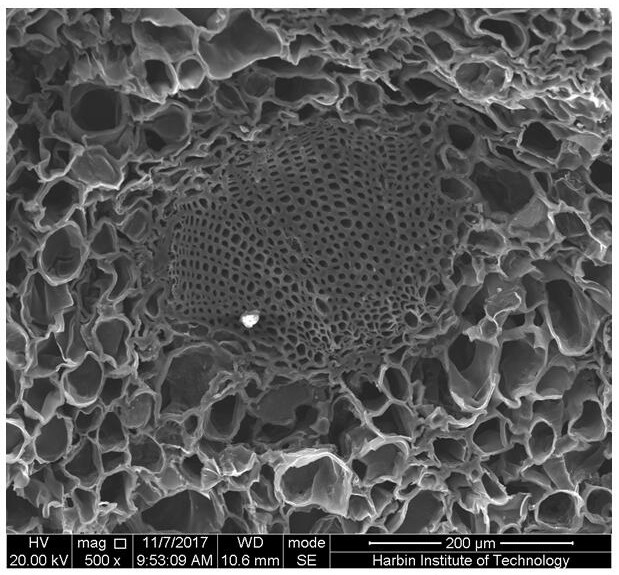 A preparation method and application of three-dimensional porous biochar derived from cones