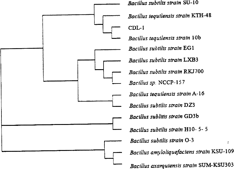 Gamma-polyglutamic acid synthetic bacteria and fermentation method thereof