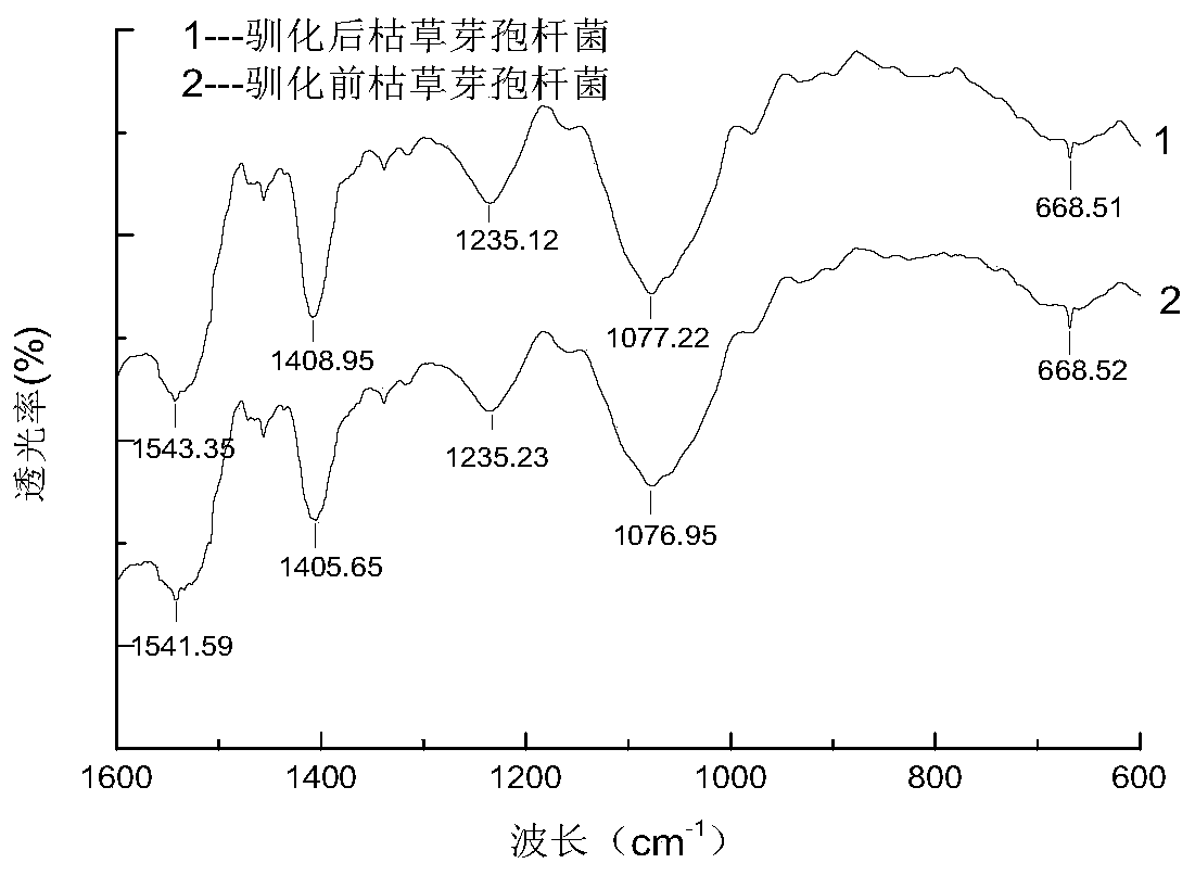 A kind of zinc-rich bacterial strain and its application