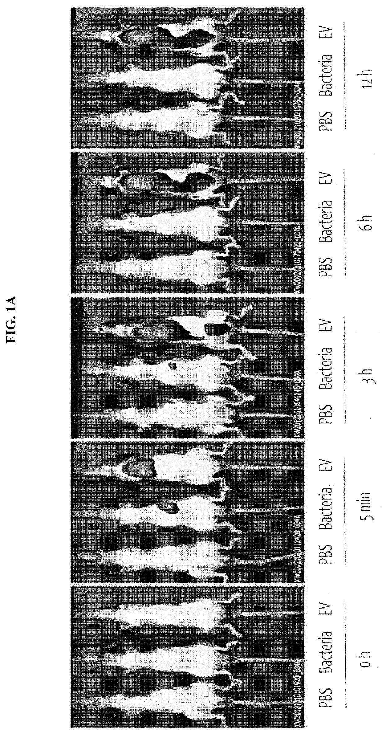 Nano-vesicles derived from genus <i>Micrococcus </i>bacteria and use thereof