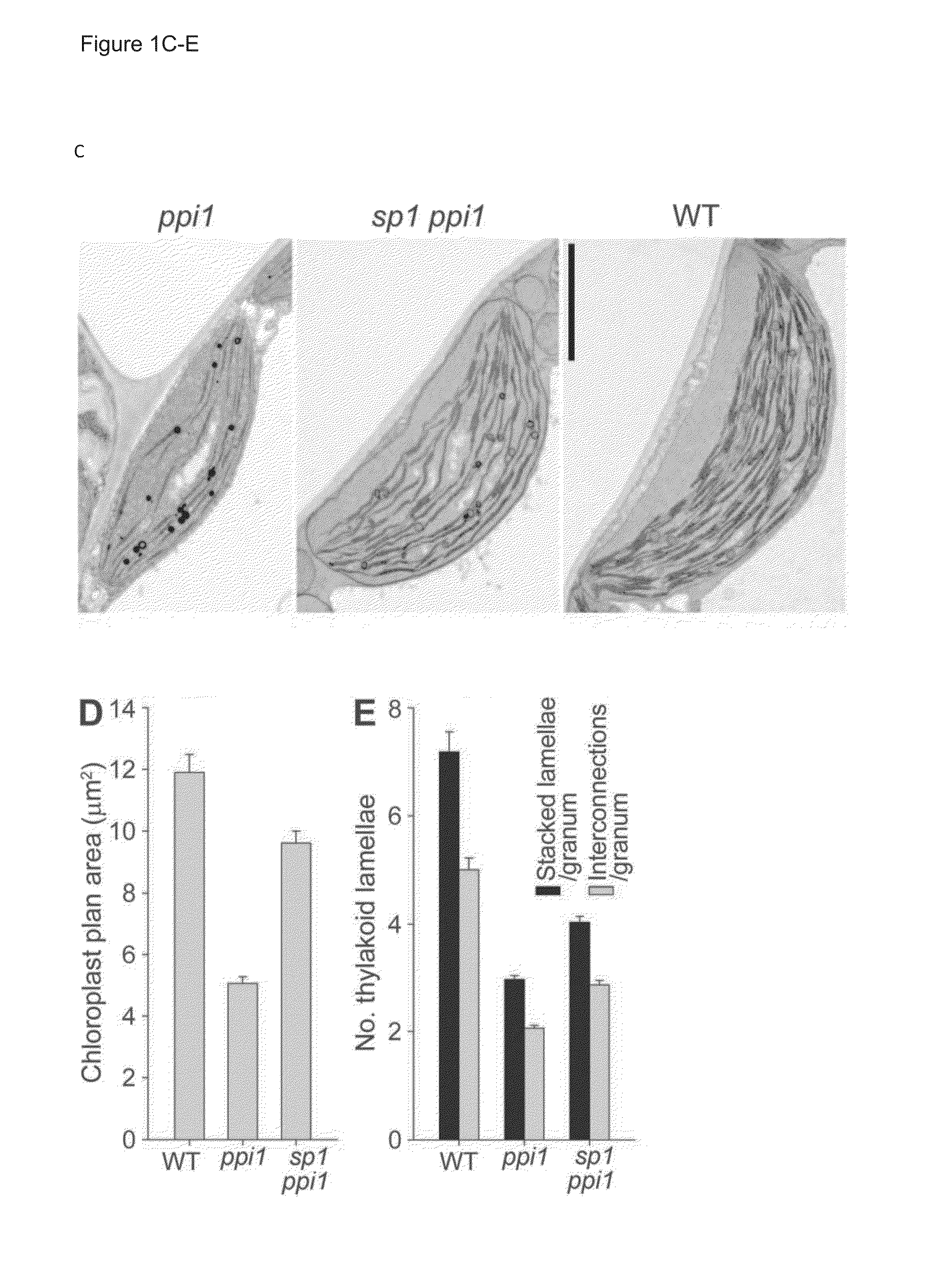 Atsp1, an e3 ubiquitin ligase, and its use