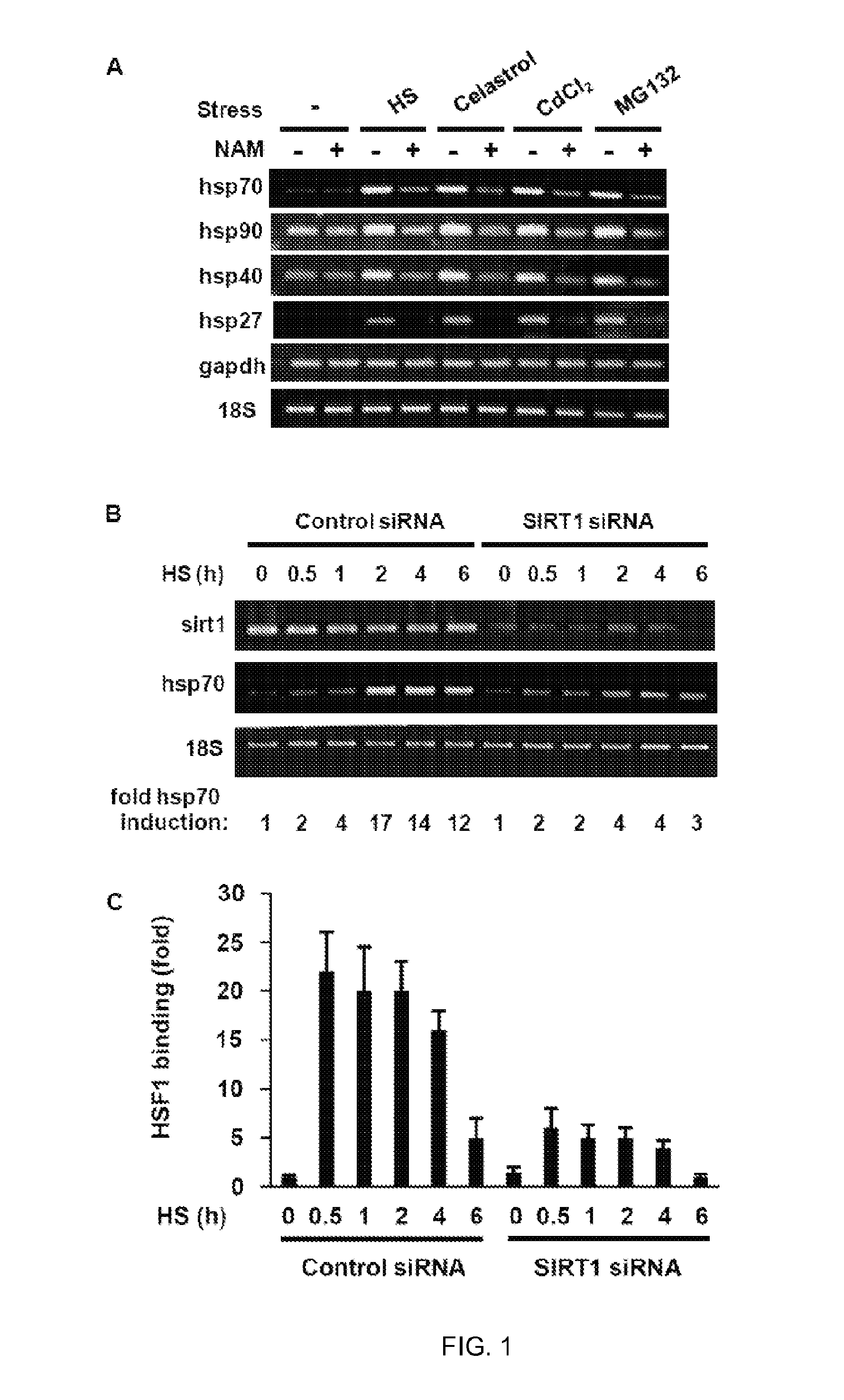 Method of modulating hsf-1