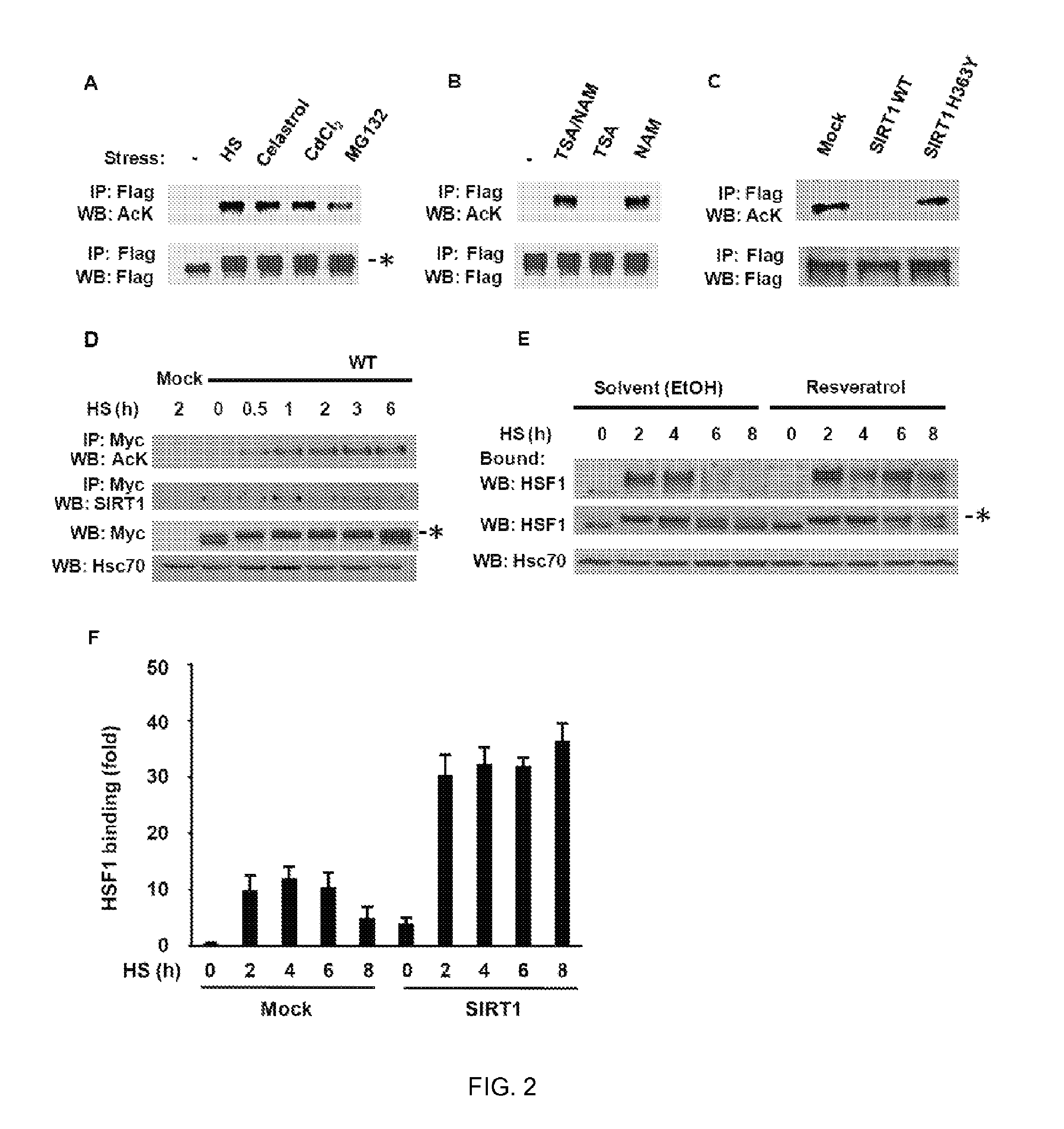 Method of modulating hsf-1