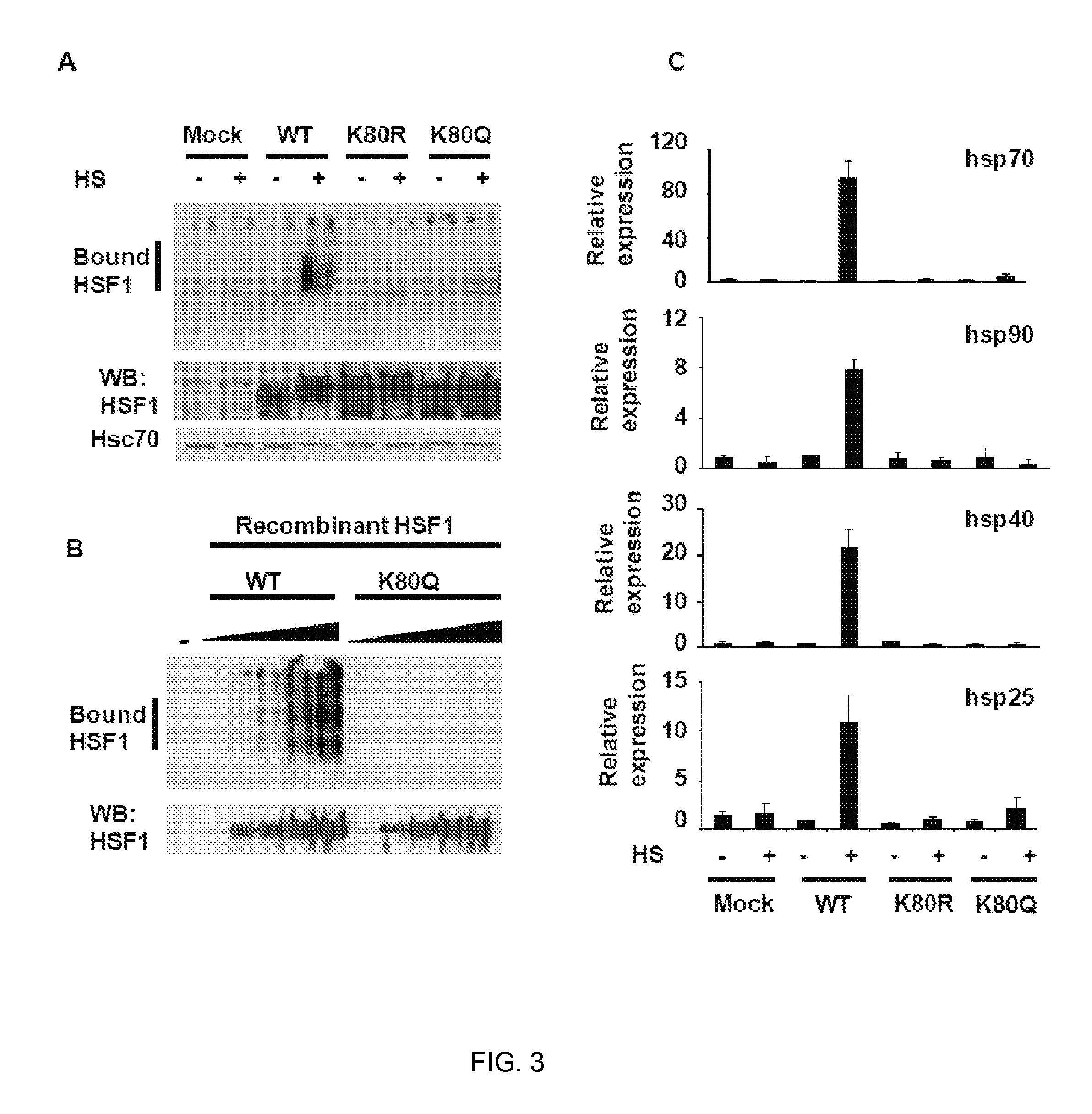 Method of modulating hsf-1