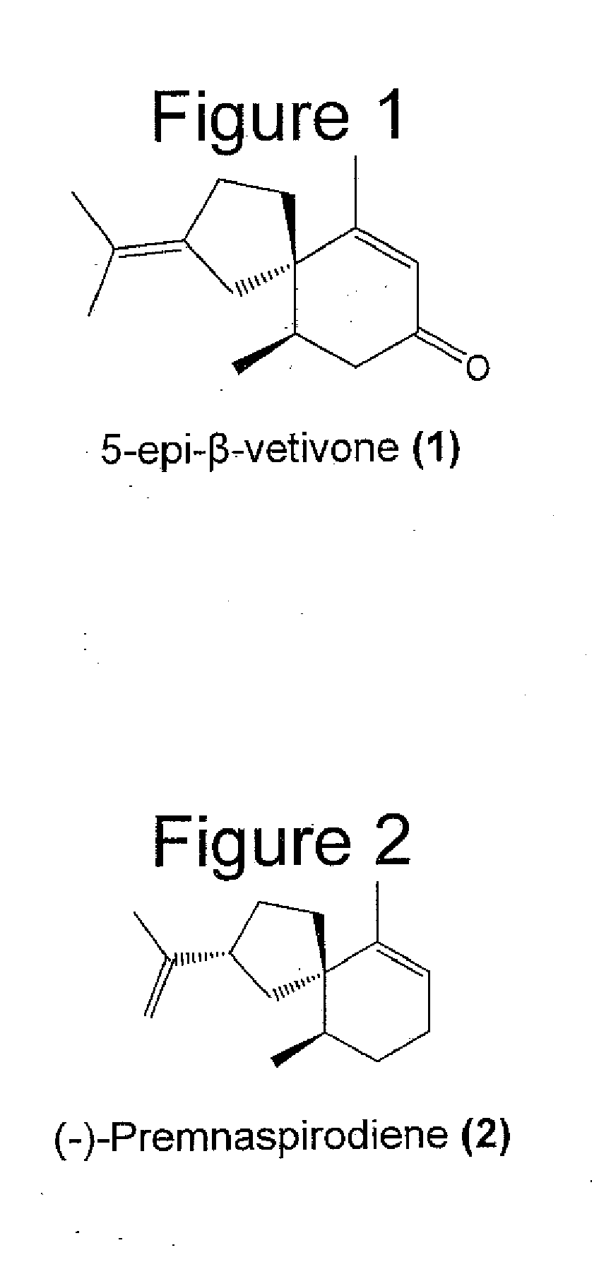 Novel fragrance and methods for production of 5-epi-beta-vetivone, 2-isopropyl-6,10-dimethyl-spiro[4.5]deca-2,6-dien-8-one, and 2-isopropyl-6,10-dimethyl-spiro[4.5]deca-1,6-dien-8-one