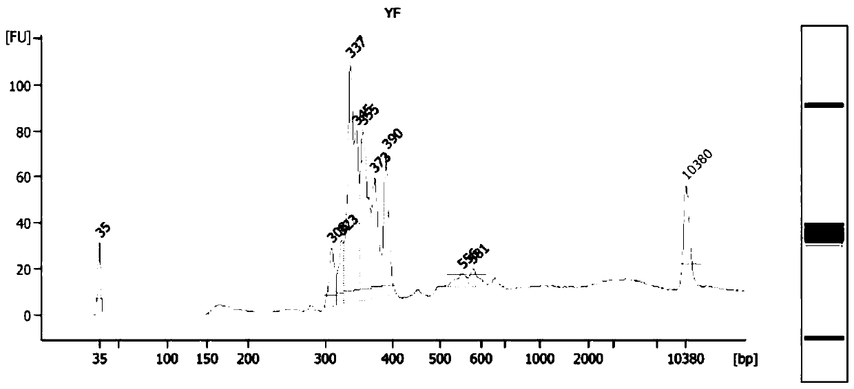 Primer for detecting variation of benign and malignant related genes of thyroid nodules, kit and detection method