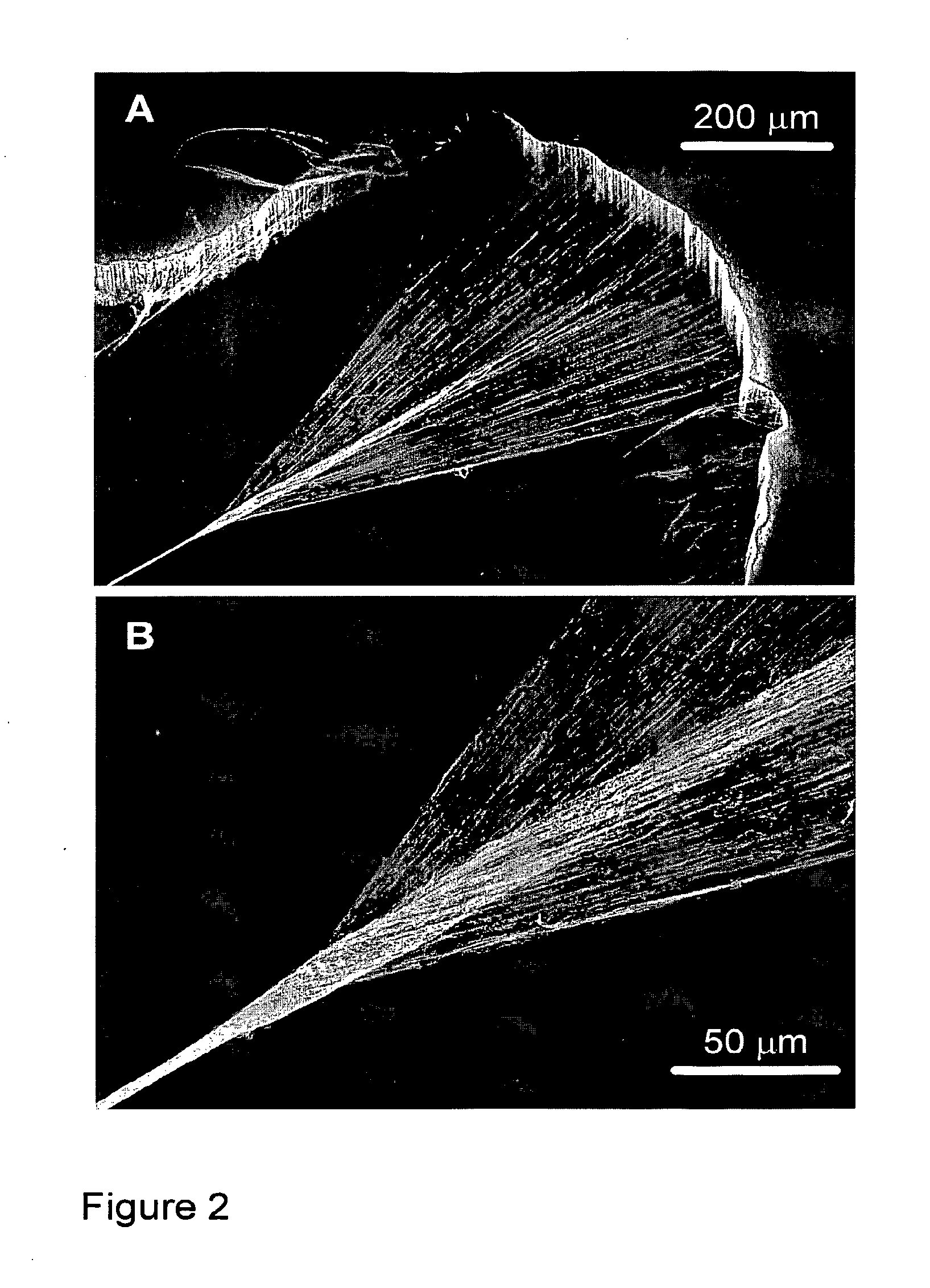 Fabrication and application of nanofiber ribbons and sheets and twisted and non-twisted nanofiber yarns