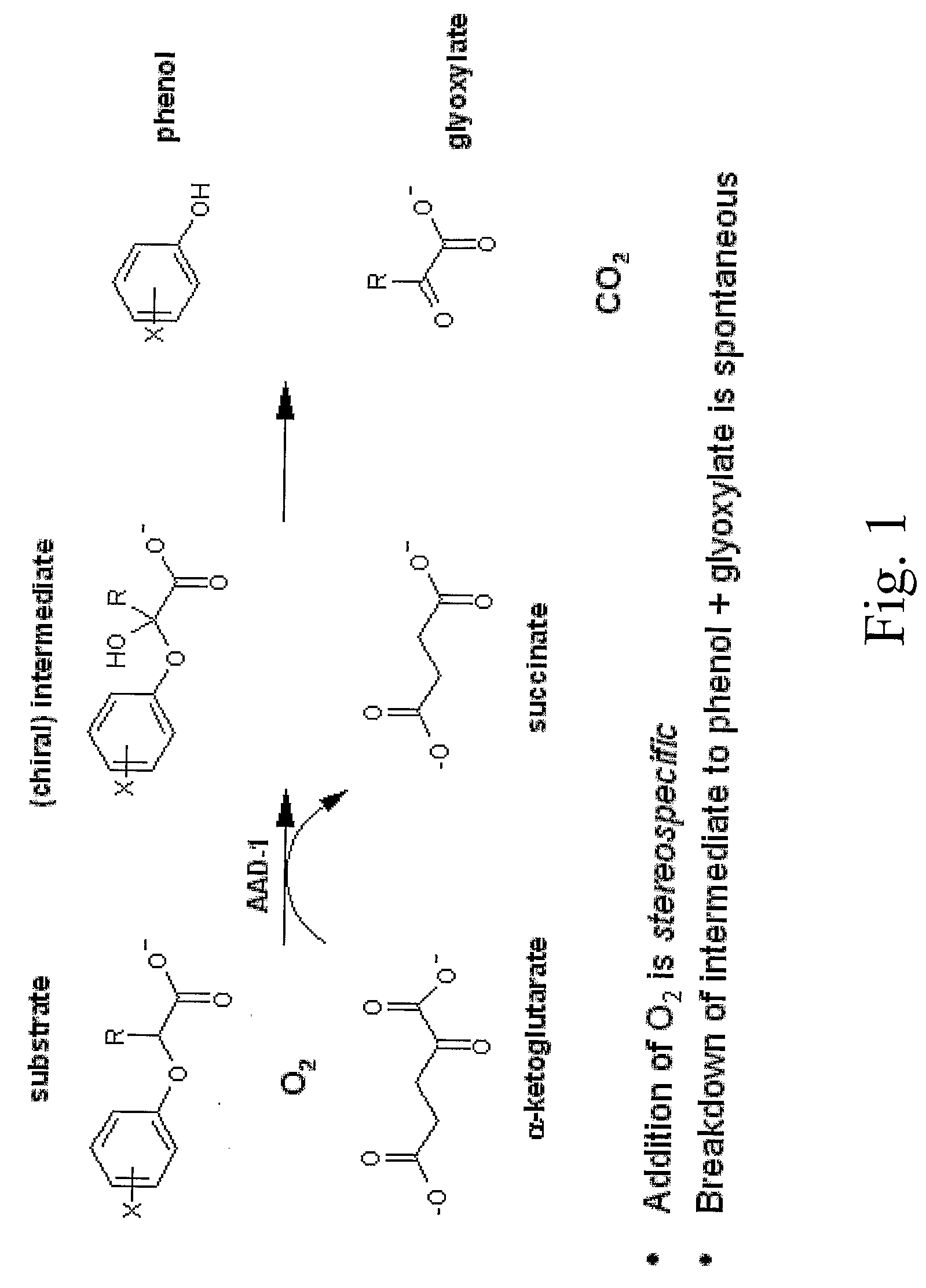 Novel Herbicide Resistance Genes