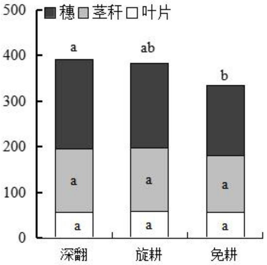 Planting method for improving growth and yield of corn