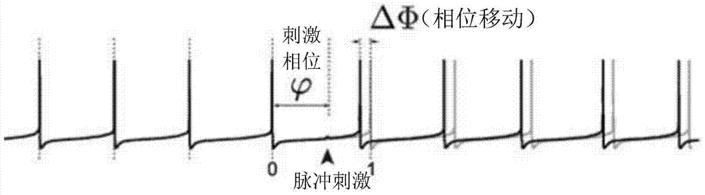 A Measuring System of Neuron Phase Response Characteristics Based on Firing Rate Clamping Closed Loop