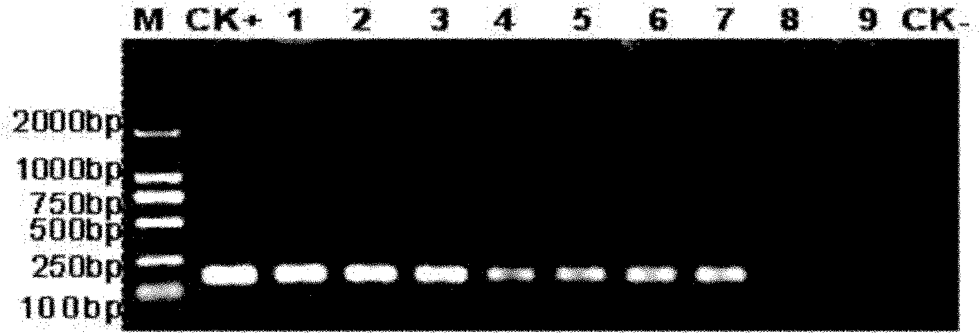 Method and applications for fast detecting pathogenic bacteria molecules of bacterial soft rotting disease for banana