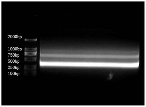 CD22 single domain antibody, nucleotide sequence, reagent kit, CAR-T virus vector and CAR-T cell