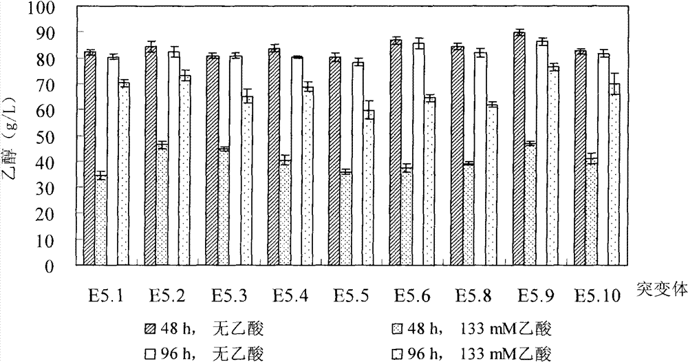 Acetic acid resistant ethanol producing wine making yeast strains and strain screening method