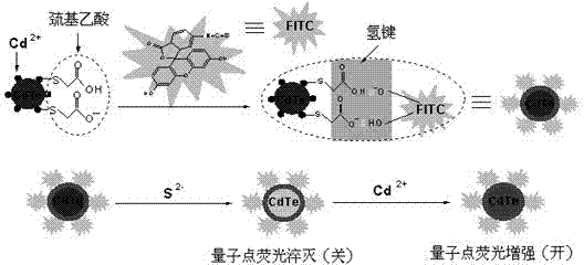 Quantum dot-organic dye compound closed/open type cadmium ion ratio fluorescent probe and preparation method thereof