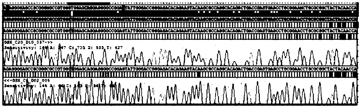 Group-specific amplification primers, sequencing typing method and kit for hla gene