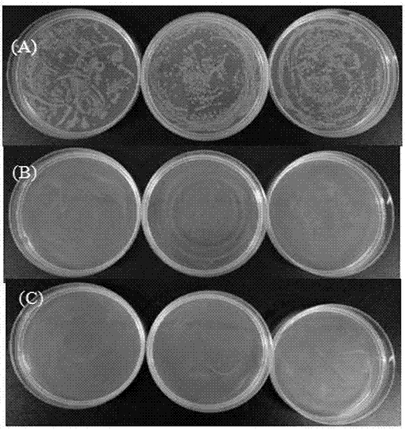 Antibacterial crosslinked nanoparticles and preparation method thereof