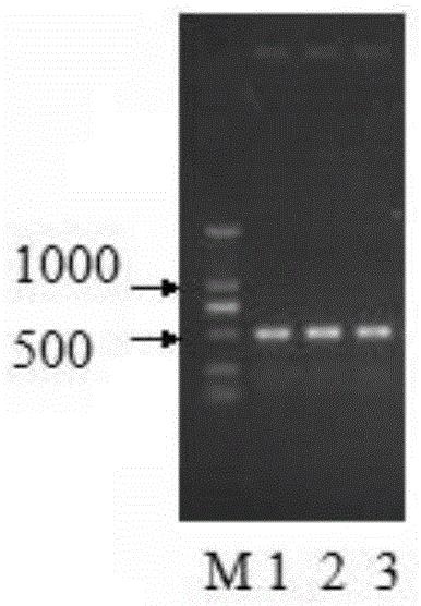 Schistosoma japonicum katsurada recombinant protein and its preparation method and use