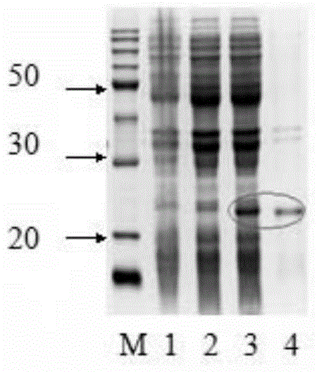 Schistosoma japonicum katsurada recombinant protein and its preparation method and use