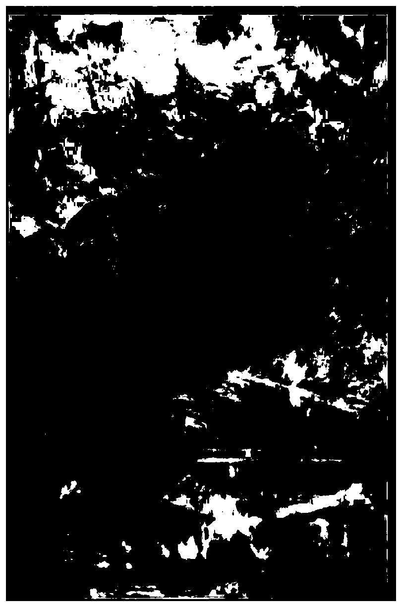 Image processing method and device, terminal and storage medium