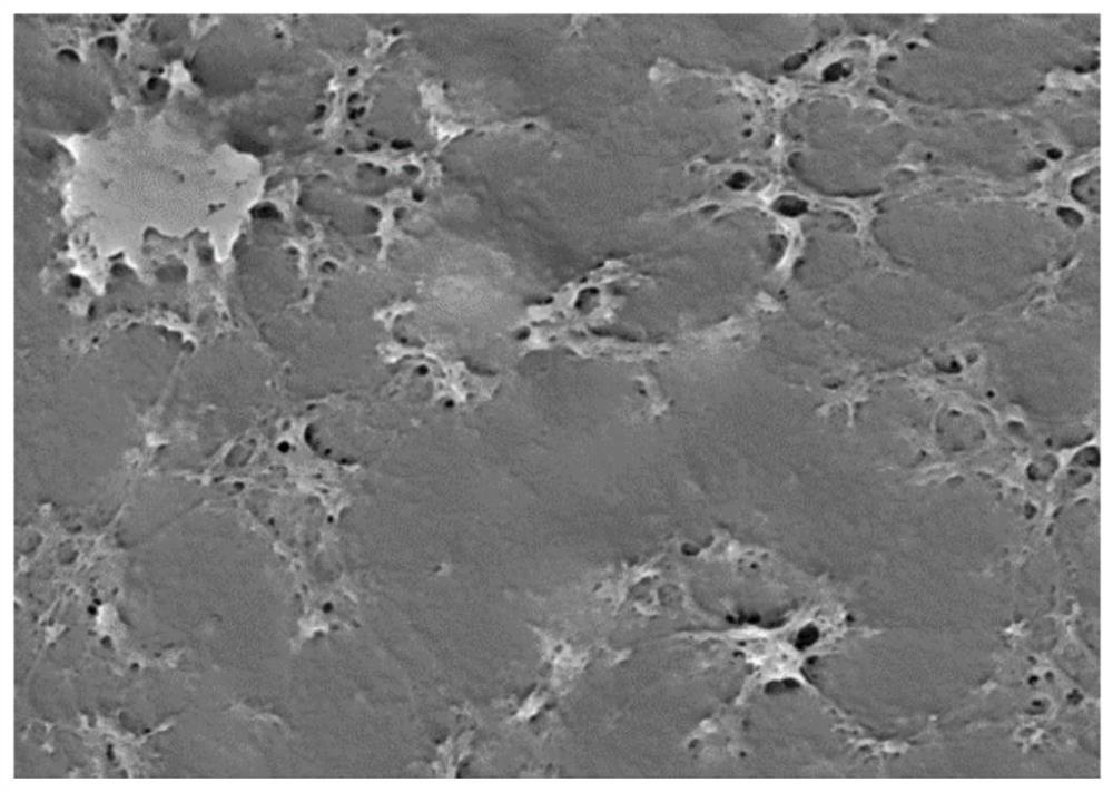 Olfactory ensheathing cell photo-curing nerve repair hydrogel as well as preparation method and application thereof