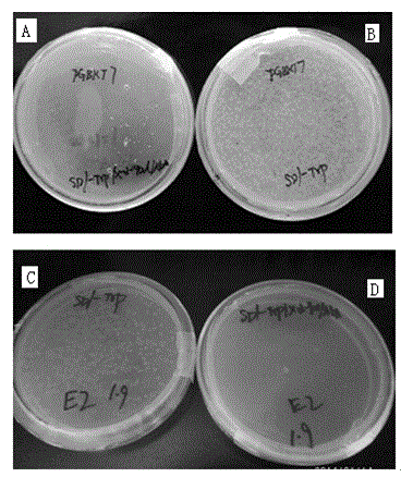 Human protein LT-alpha interacting with hepatitis g virus E2 protein