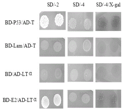 Human protein LT-alpha interacting with hepatitis g virus E2 protein