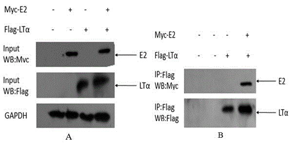 Human protein LT-alpha interacting with hepatitis g virus E2 protein