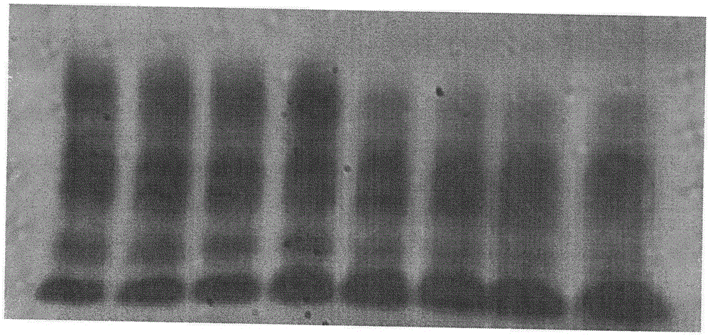 Antiseptic agarose gel plate preparation method