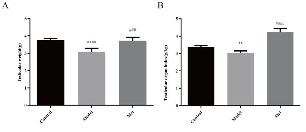 Application of metformin in preparation of medicine for treating testicular function decline