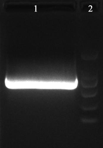 Recombinant human type III collagen having functional structure and expression method thereof