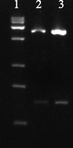 Recombinant human type III collagen having functional structure and expression method thereof