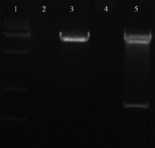 Recombinant human type III collagen having functional structure and expression method thereof