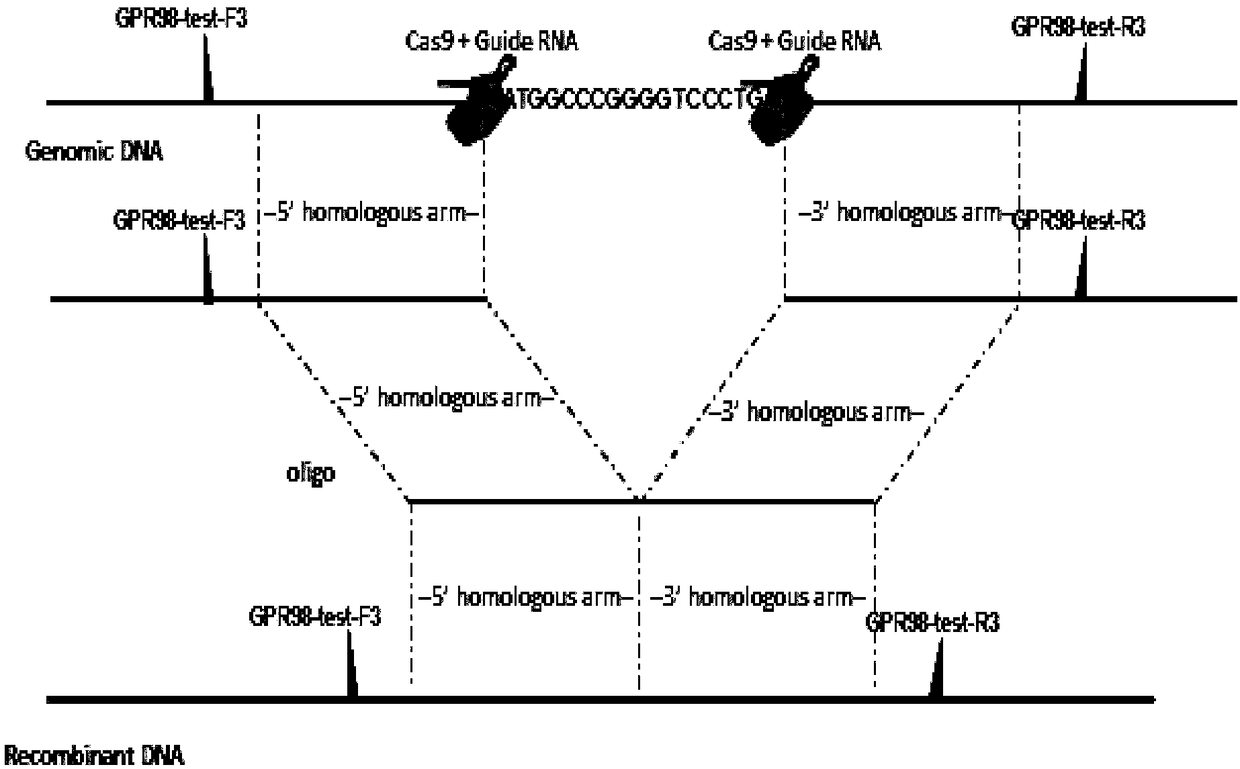 Construction method of Adgrv1 gene Y6236fsX1 mutant animal model