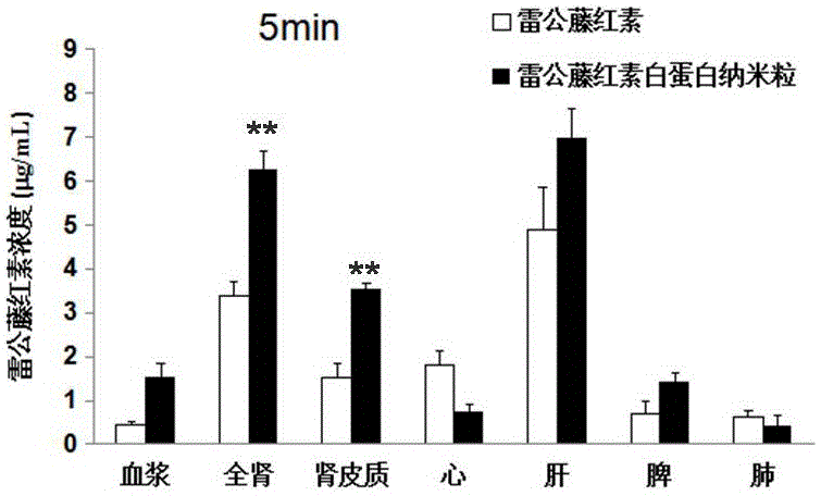 Glomerulus-targeted protein nanoparticle pharmaceutical composition and application thereof