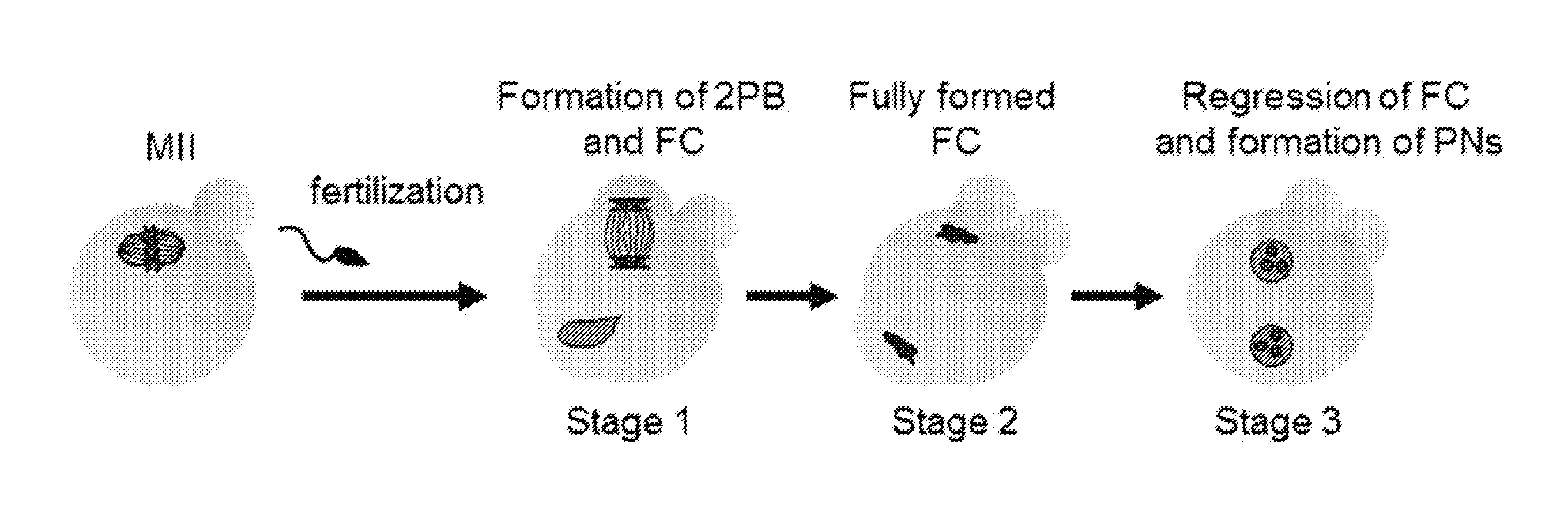 Methods For Predicting Mammalian Embryo Viability