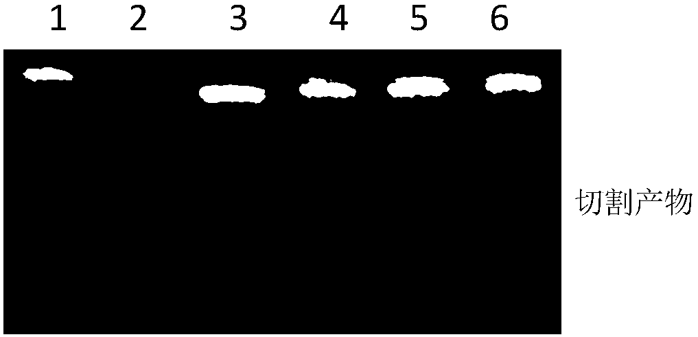 Colorimetric sensor for cadmium-based functional nucleic acid and application of colorimetric sensor